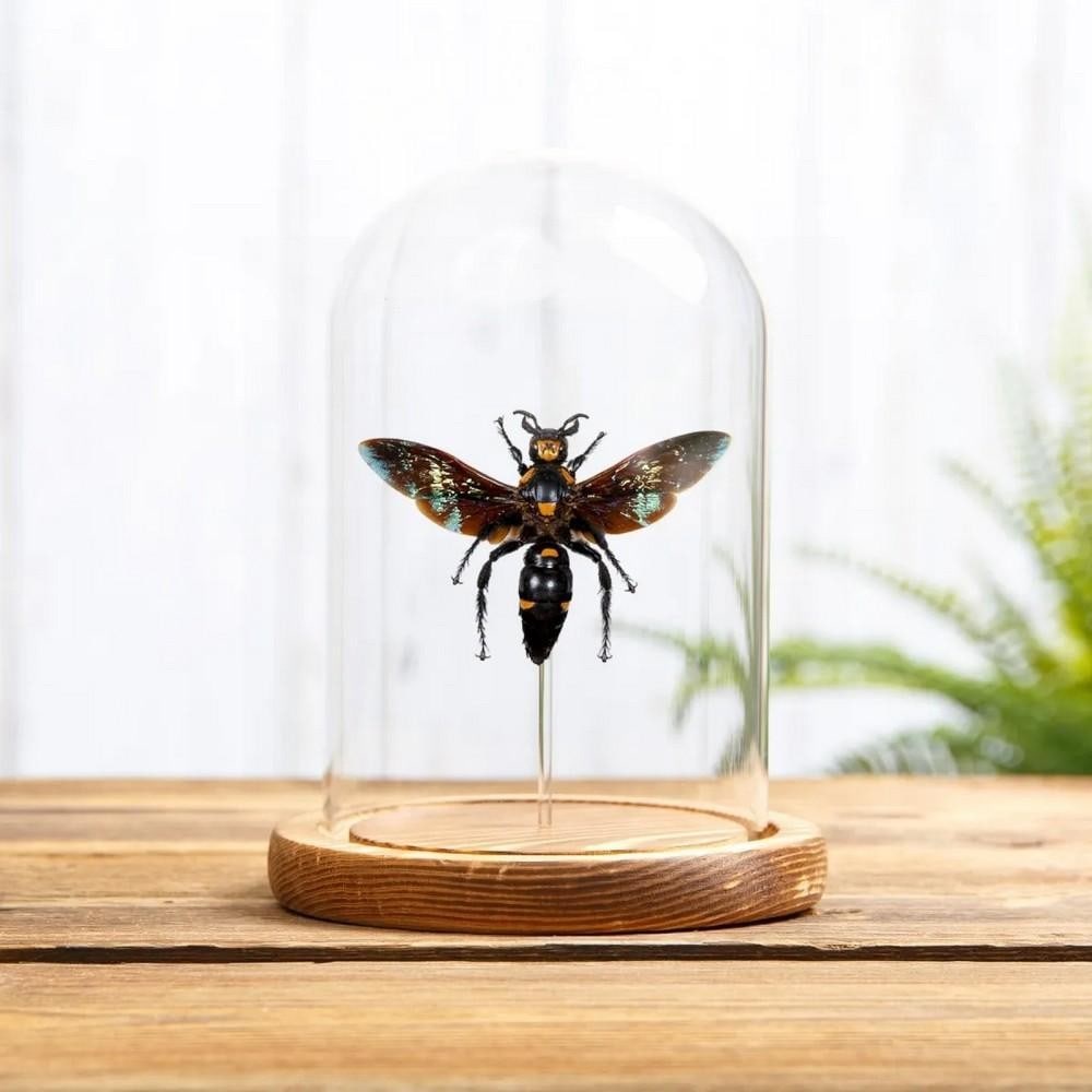 Megascolia procer – Giant Scoliid Wasp in XL Glass Dome with Wooden Base (1 of 1)