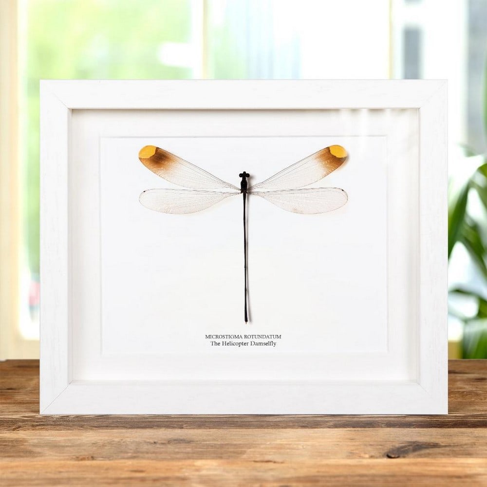 10" x 8" Helicopter Damselfly (Microstigma rotundatum) in Display Frame (1 of 3)