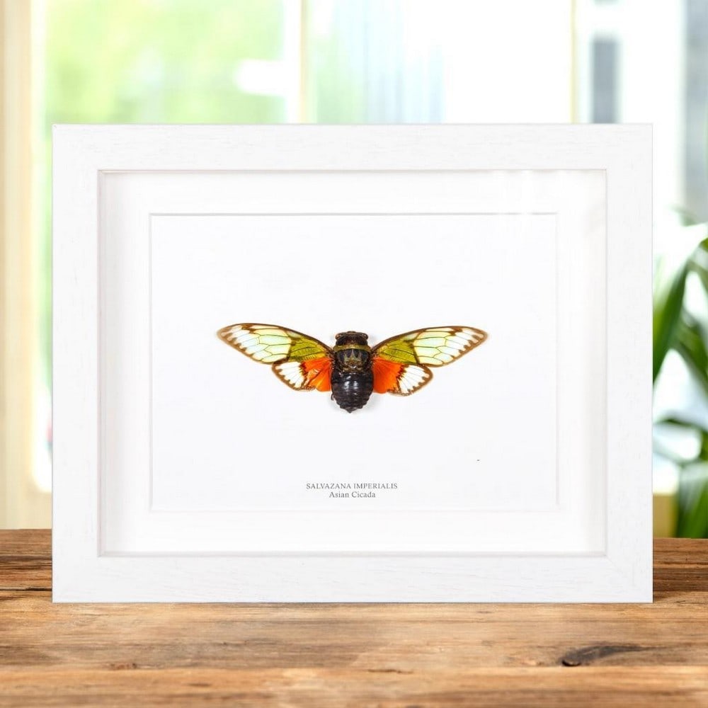 9" x 7" Asian Cicada (Salvazana imperialis) in Display Frame: 9" x 7" Asian Cicada (Salvazana imperialis) in Display Frame An Asian Cicada (Salvazana imperialis), presented in a handmade wooden box frame and mounted on high-quality, acid-free conservati