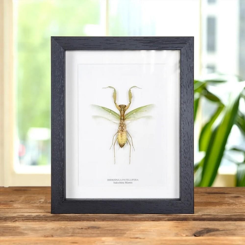 9" x 7" Hierodula patellifera (Indochina Mantis) in Wooden Box Frame (1 of 2)