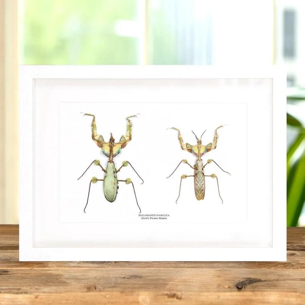 14" x 10" Devil's Flower Mantis Male and Female Pair in Wooden Frame (Idolomantis diabolica) (1 of 3)