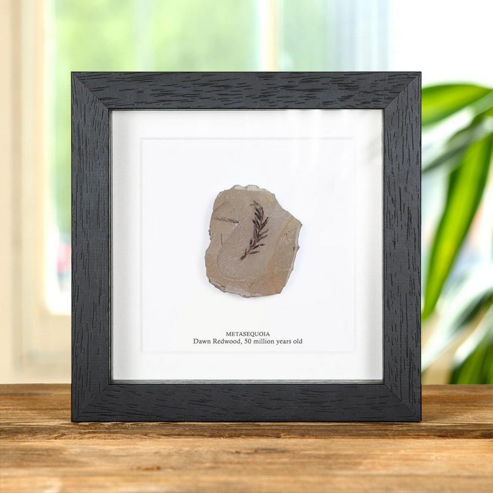 Metasequoia — Dawn Redwood Plant Fossil In Box Frame (1 of 2)
