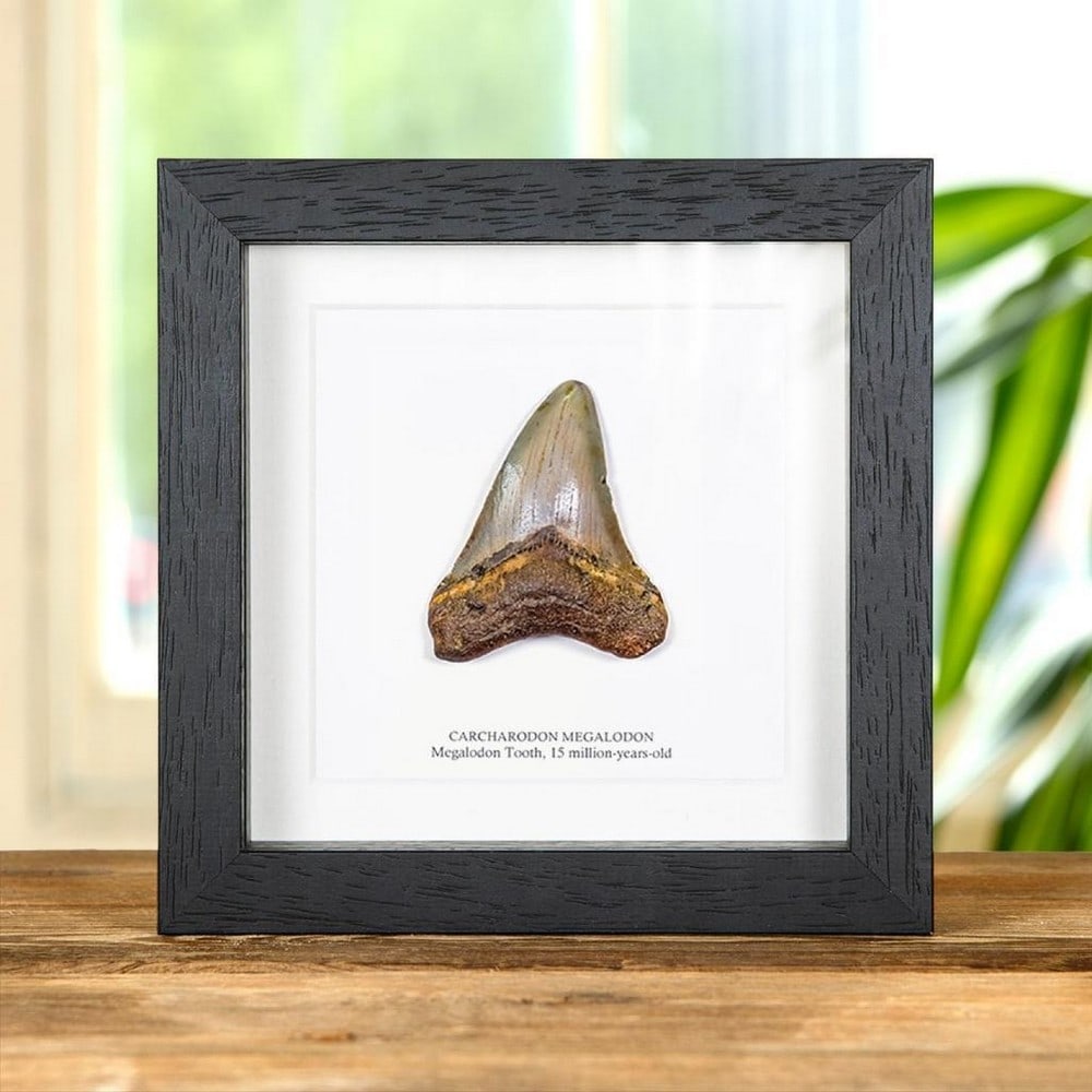 Carcharodon megalodon — 3 Inch Megalodon Shark Tooth Fossil Frame (1 of 2)
