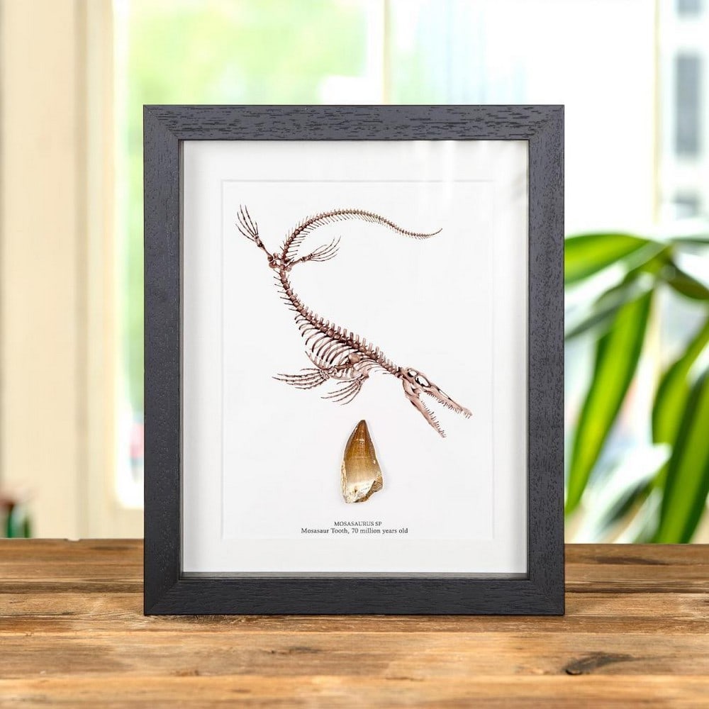 Mosasaurus sp — Large Mosasaur Dinosaur Tooth Fossil & Illustration: Mosasaurus sp — Large Mosasaur Dinosaur Tooth Fossil & Illustration A stunning large Mosasaur dinosaur tooth fossil in a handmade wooden frame mounted on high-quality backing board. The common a