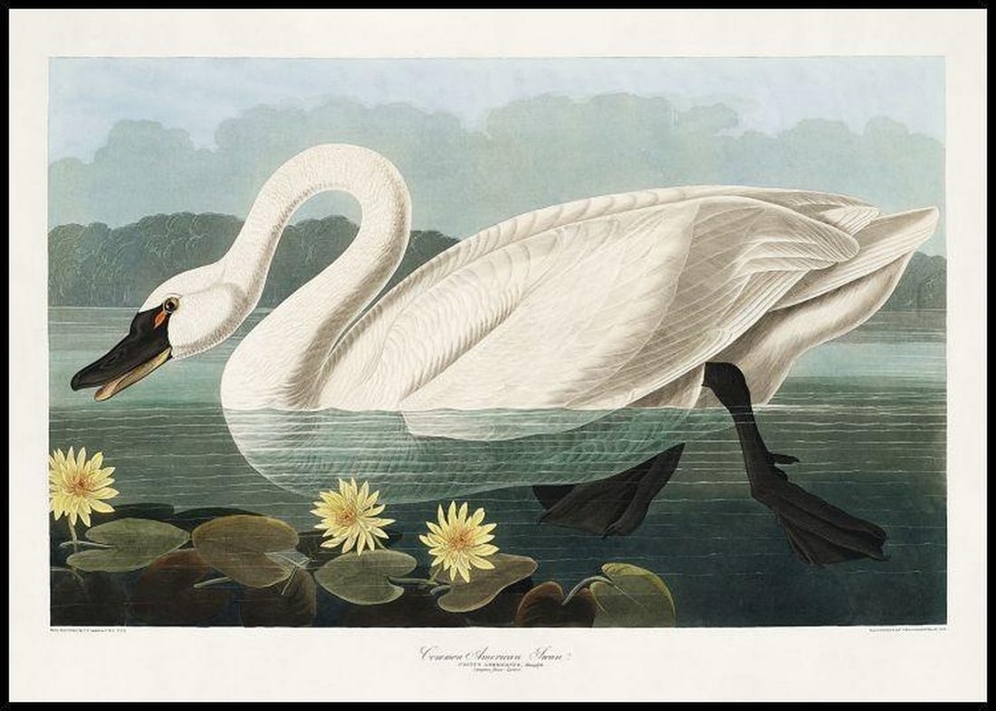 Elegant Swan Vintage Art Poster Print (1 of 2)
