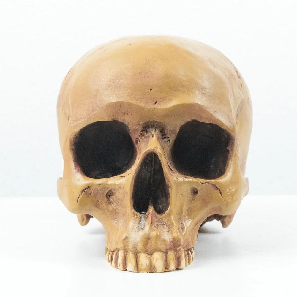 Realistic Skull Statue – Resin Craft (1 of 6)