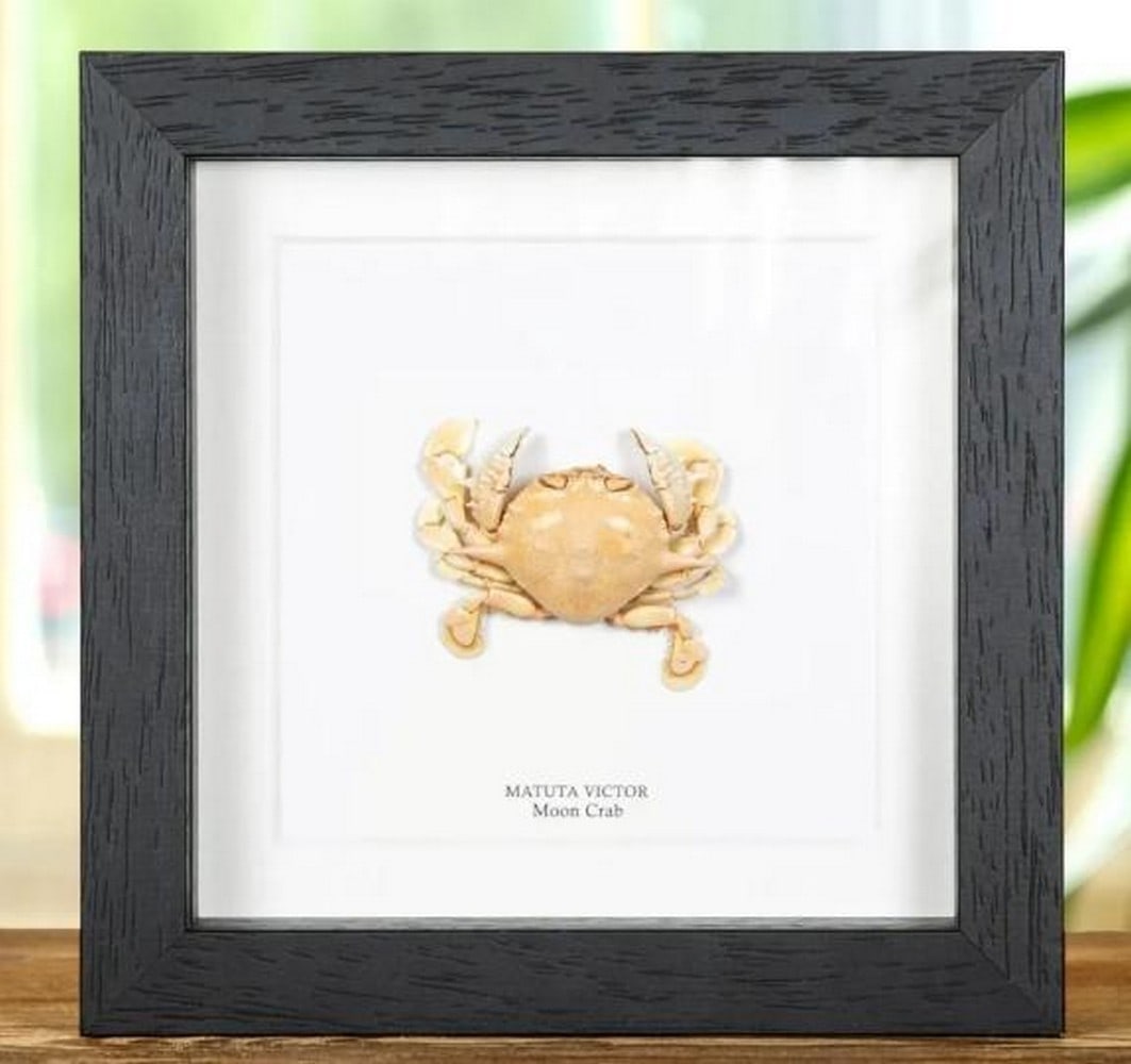 Moon Crab In Black Frame (Matuta victor): Moon Crab In Black Frame (Matuta victor). This Moon Crab (Matuta victor) fossil is elegantly displayed in a sleek black frame, highlighting its unique, intricate features. The preserved specimen capt