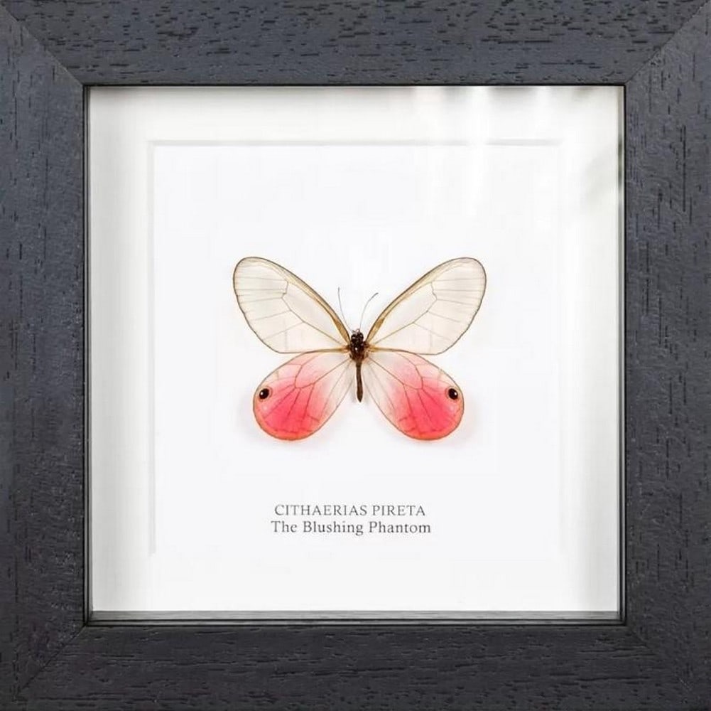 Framed Blushing Phantom Butterfly (1 of 3)