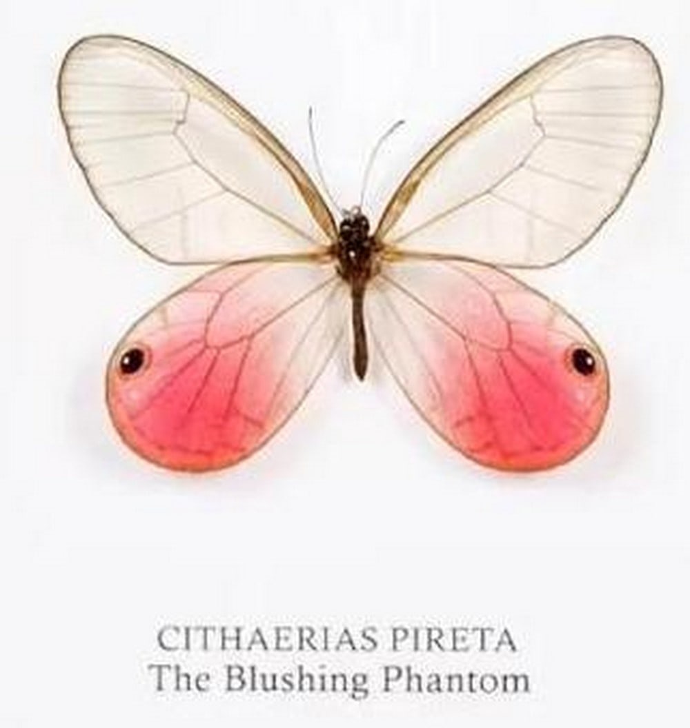 Framed Blushing Phantom Butterfly - 3