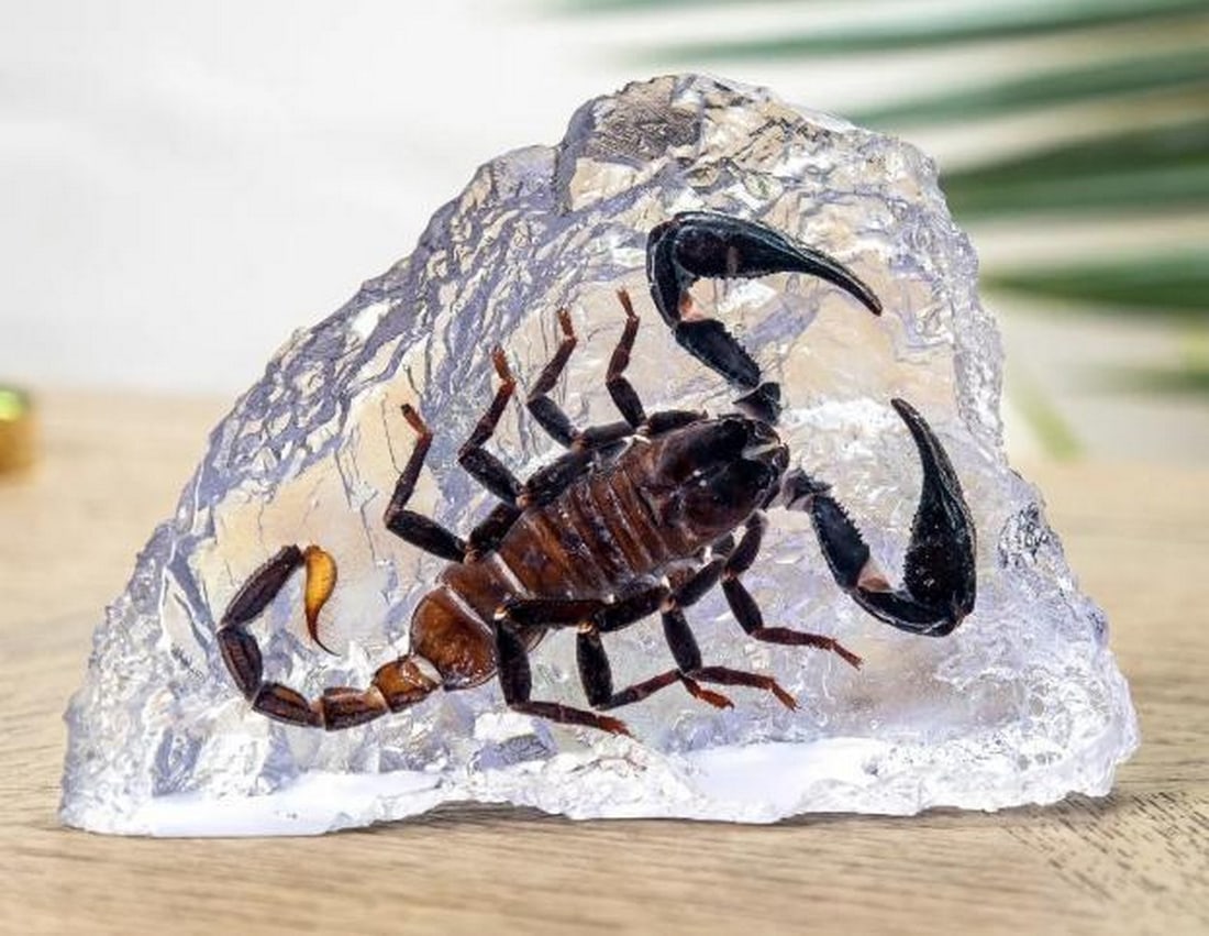 Giant Forest Scorpion (Heterometrus sp) In Resin (1 of 2)