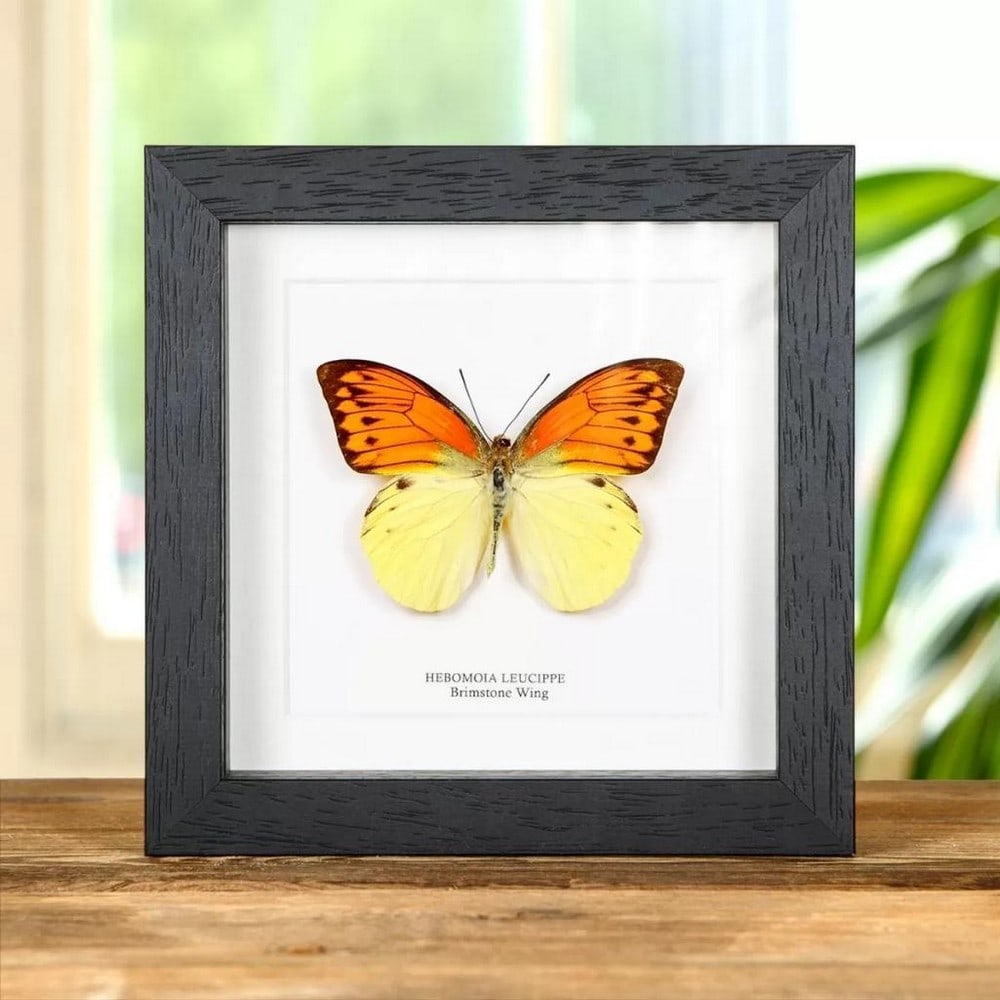 6" x 6" Framed Brimstone Wing Butterfly - Hebomoia Leucippe (1 of 2)