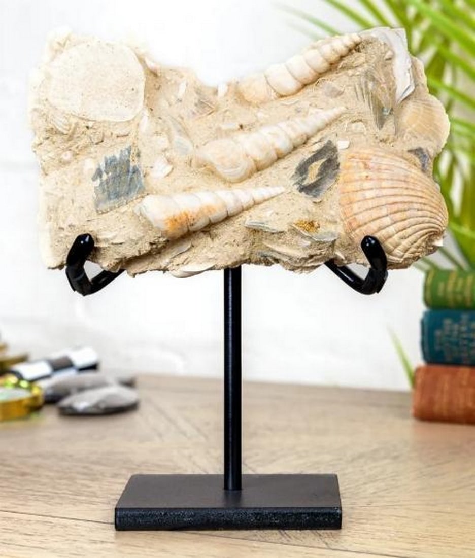 Turritella Gastropods On Steel Stand (Turritella sp) (1 of 3)