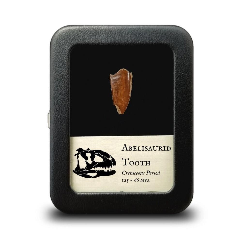Abelisaurid Fossilized Tooth (Theropod): Abelisaurid Fossilized Tooth (Theropod) These teeth, from the Kem Kem Formation in Morocco, belong to Abelisaurids—a group of carnivorous theropod dinosaurs. Most have intact serrations, though