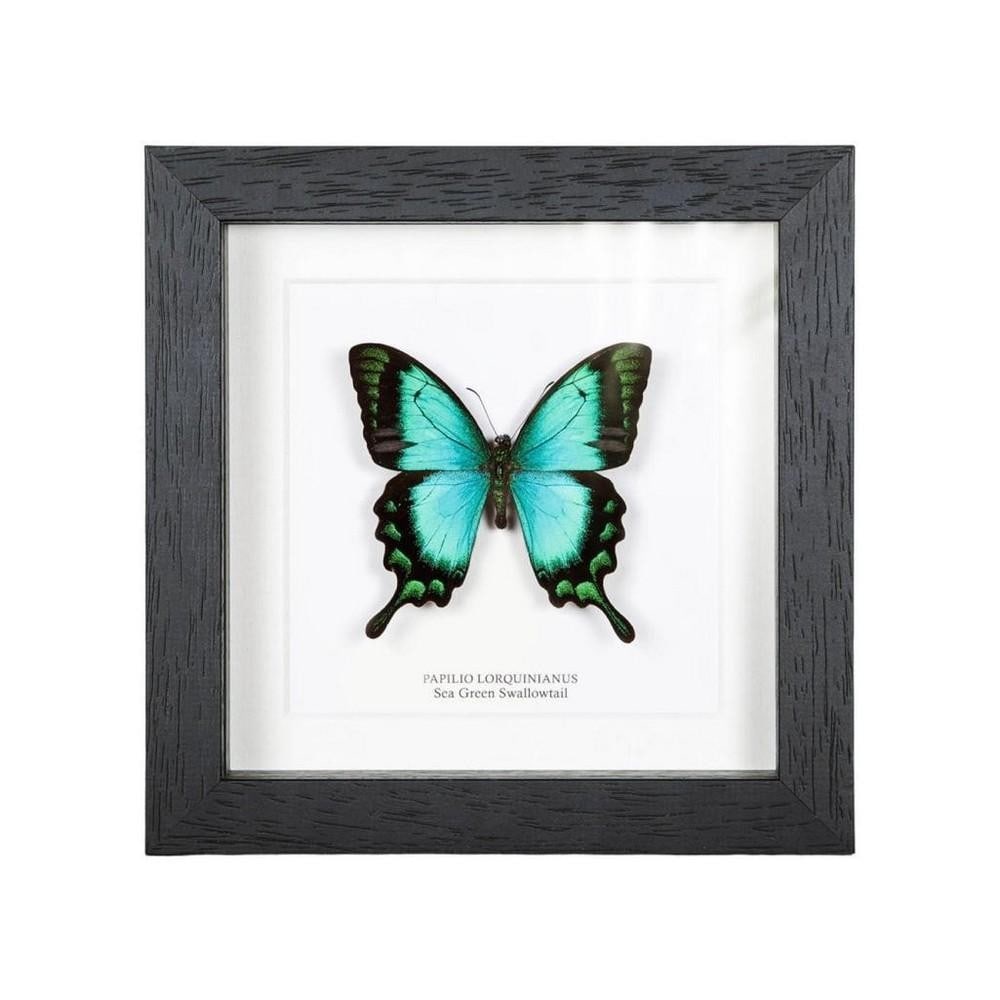 Framed Sea Green Swallowtail Butterfly: Framed Sea Green Swallowtail Butterfly A stunning Sea Green Swallowtail butterfly is elegantly displayed in a wooden frame on acid-free board. Its Latin and common names grace the presentation.