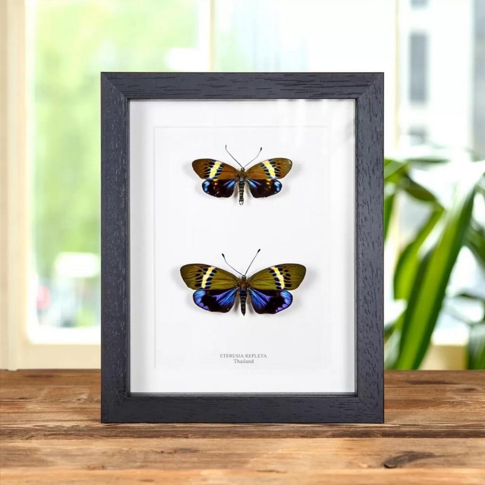 9" x 7" Framed Eterusia Repleta Male & Female Pair: 9" x 7" Framed Eterusia Repleta Male & Female Pair Eterusia repleta, a stunning moth from the family Zygaeniade, is typically found in Thailand and India. Displayed in a handmade wooden