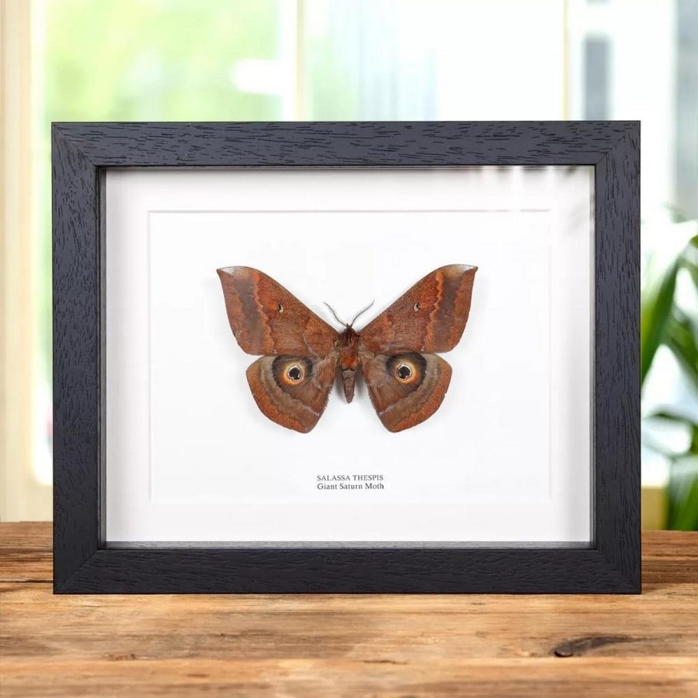 9" x 7" Giant Saturn Moth Specimen - Salassa Thespis: 9" x 7" Giant Saturn Moth Specimen - Salassa Thespis A Giant Saturn Moth in a handmade wooden frame mounted on high-quality acid-free conservation board. The Latin and common names are printed