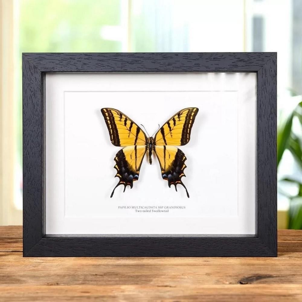9" x 7" Framed Male Two- Tailed Swallowtail - Papilio Multicaudata SSP Grandiosus (1 of 2)