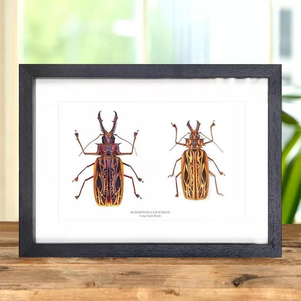 14" x 10" Male & Female Paired Sabertooth Longhorn Beetle in Wooden Box Frame (1 of 3)