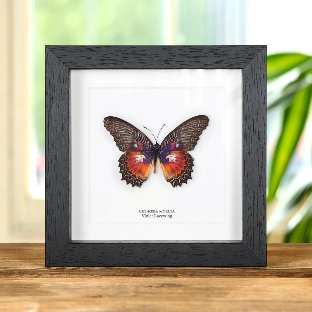 6" x 6" Violet Lacewing Butterfly (Cethosia myrina) in Box Frame: 6" x 6" Violet Lacewing Butterfly (Cethosia myrina) in Box Frame A striking Violet Lacewing butterfly (Cethosia myrina) presented in a handmade wooden box frame and mounted on acid-free conser