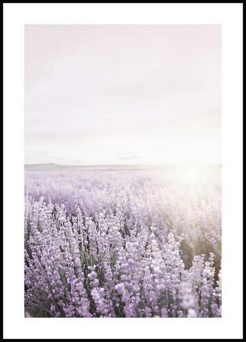 Pastel Purple Lilac Poster: Pastel Purple Lilac Poster A dreamlike flower poster of a purple lavender field at sunrise. The sun slowly rises and makes the flower dream shine brightly. Lavender not only looks beautiful, but also