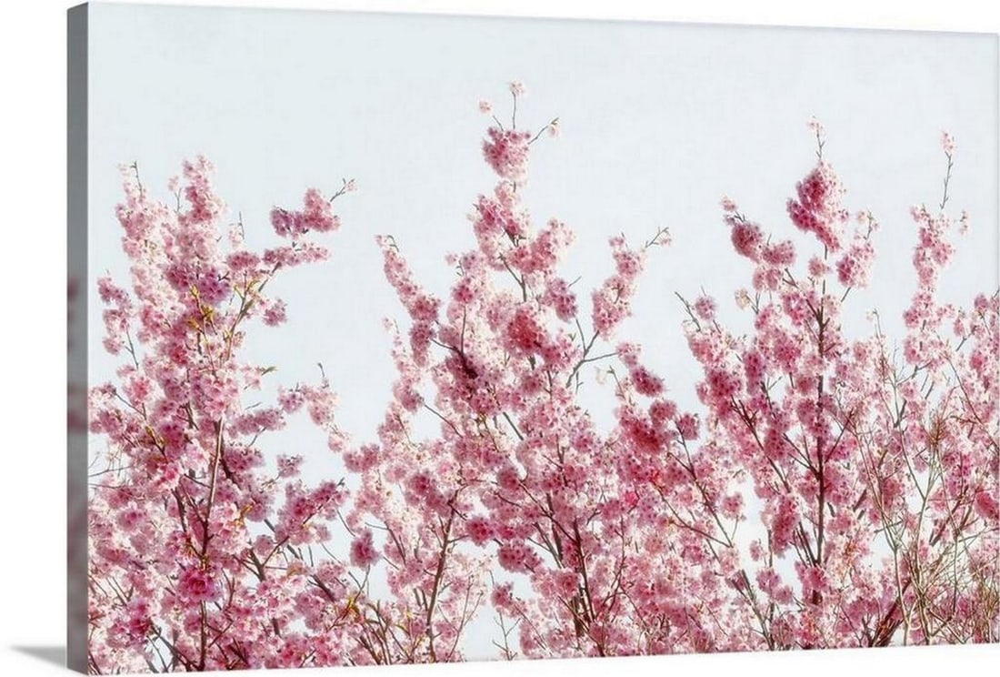 Pink Sakura Tree Canvas Reproduction: Pink Sakura Tree Canvas Reproduction By Philippe Hugonnard Beautiful painting of the tops of a pink sukura tree with the blue sky in behind. Width: 24 inches Height: 16 inches View photos for furt