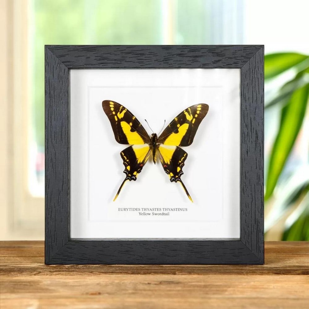 6" x 6" Yellow Swordtail Butterfly - Eurytides Thyastes Thyastinus: 6" x 6" Yellow Swordtail Butterfly - Eurytides Thyastes Thyastinus A beautiful Yellow Swordtail or Eurytides thyastes thyastinus butterfly in a handmade wooden frame mounted on high-quality ac