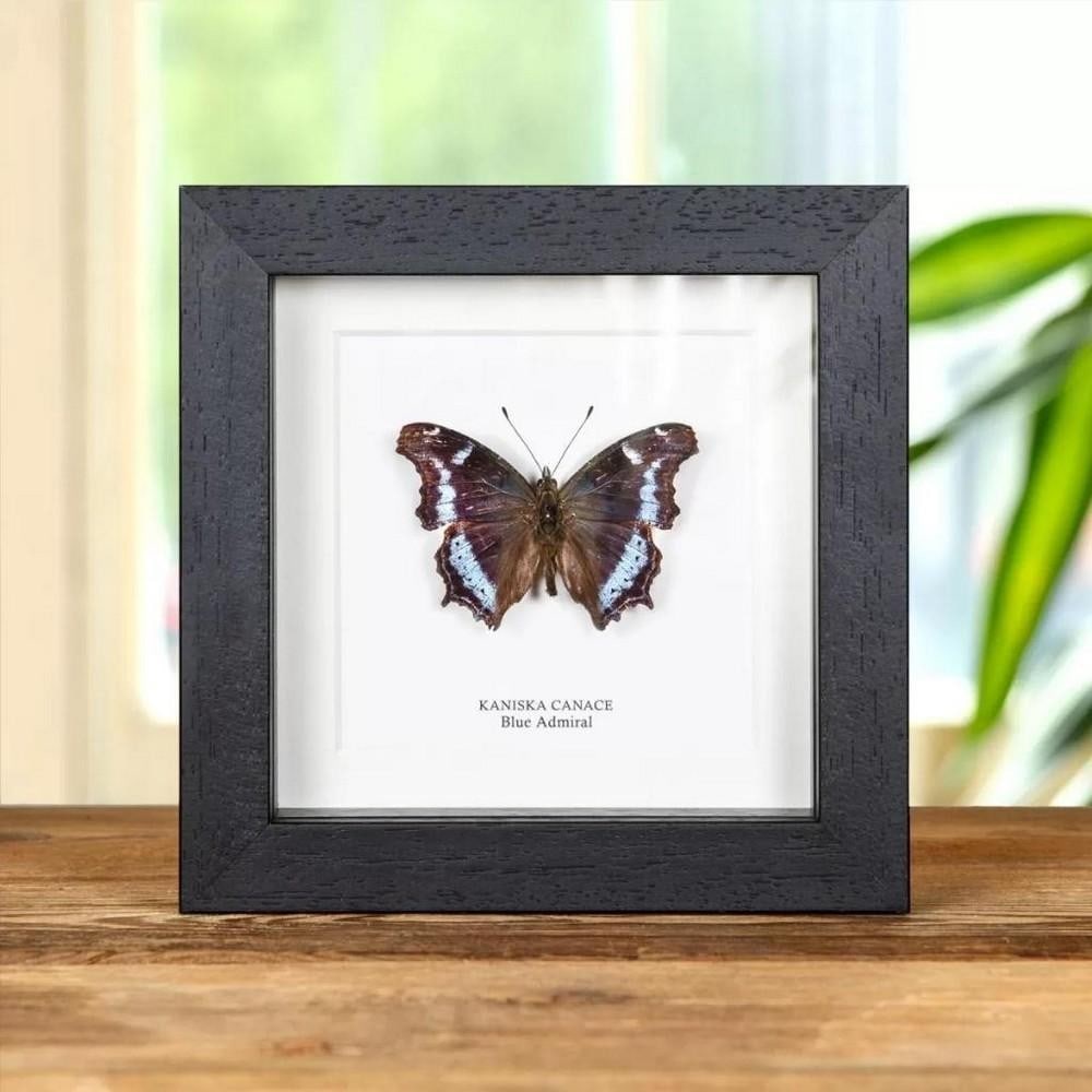 5" x 5" Framed Male Blue Admiral Butterfly - Kaniska Canace: 5" x 5" Framed Male Blue Admiral Butterfly - Kaniska Canace A Blue Admiral in a handmade wooden frame mounted on high-quality acid-free conservation board. The Latin and common names are print