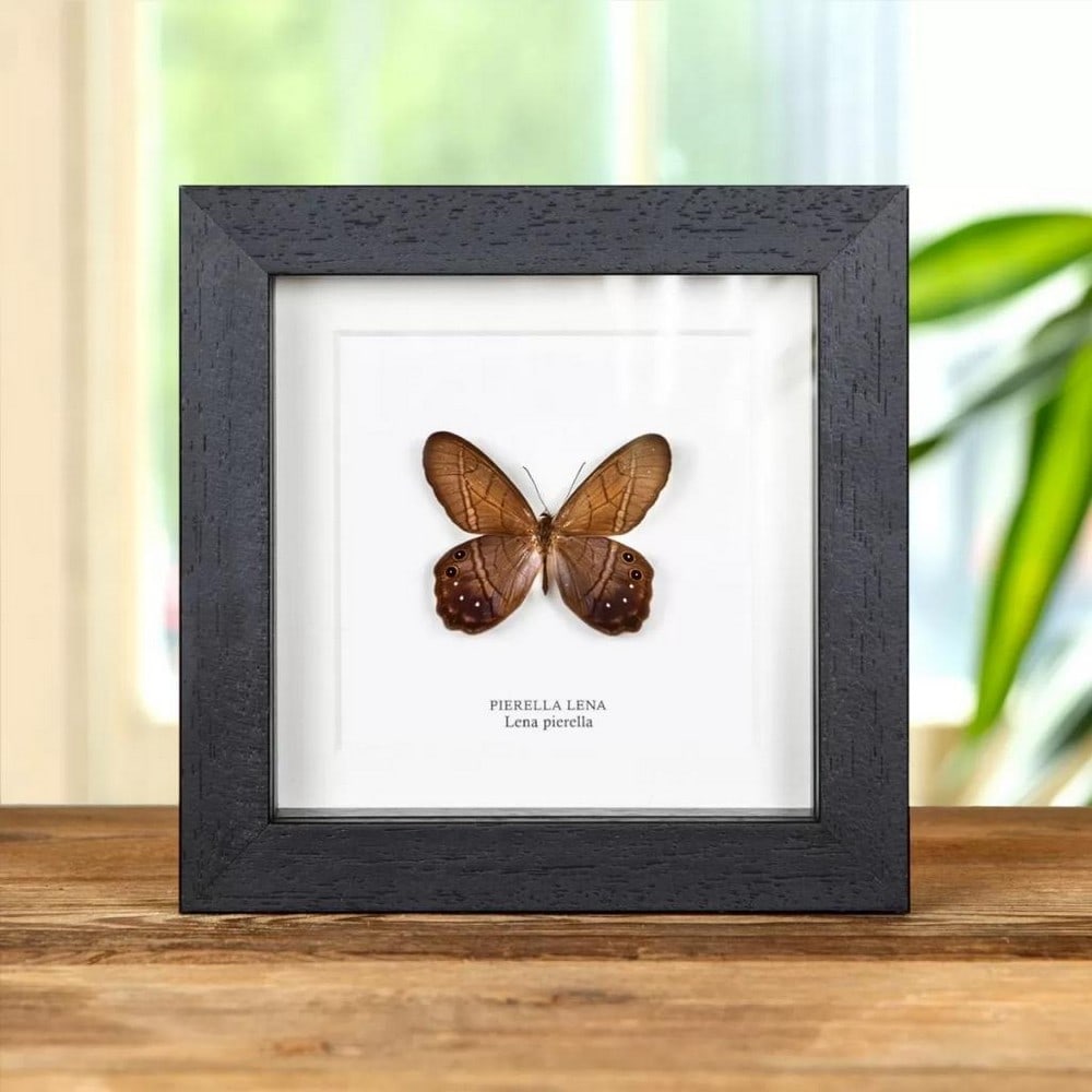 5" x 5" Framed Male Lena Pierella Butterfly - Pierella Lena: 5" x 5" Framed Male Lena Pierella Butterfly - Pierella Lena A Lena Pierella in a handmade wooden frame mounted on high-quality acid-free conservation board. The Latin and common names are prin