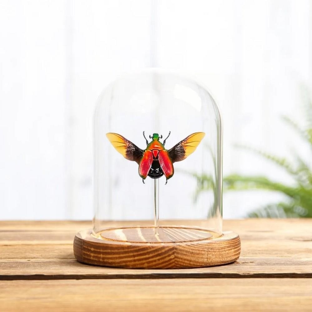Torynorrhina flammea – Red Flower Beetle in Glass Dome with Wooden Base (1 of 1)