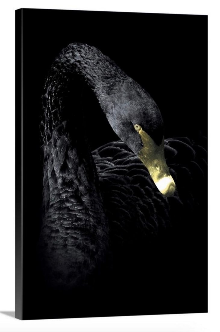 Dark Night Swan Canvas Production: Dark Night Swan Canvas Production Artist Wouter Rikken’s artwork can be described as imaginative and unique. Influenced by everything that surrounds him, each photo tells a unique story with