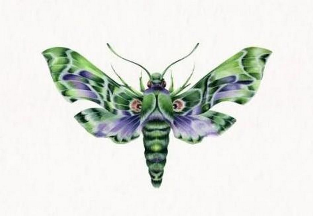 Army Green Moth (Daphnis nerii) Watercolor Replica Print (1 of 1)