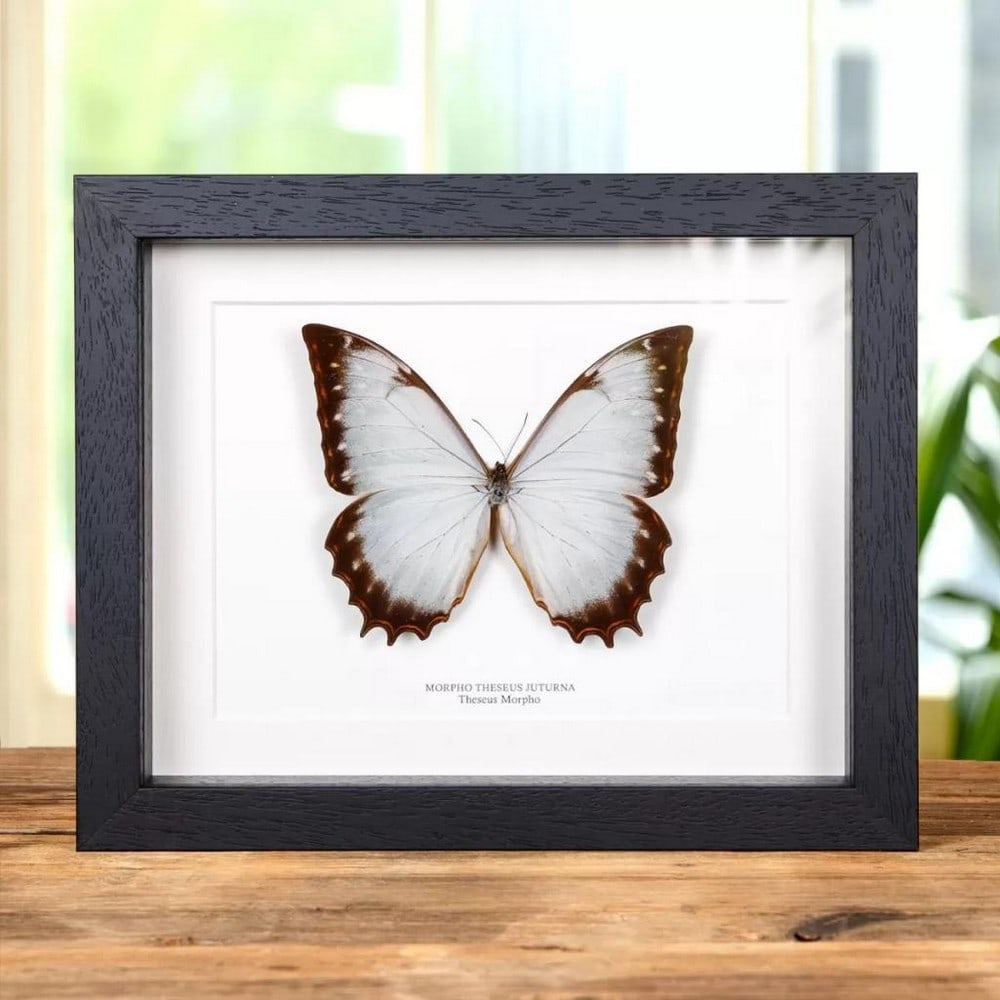 9" x 7" Framed Theseus Morpho Butterfly - Morpho Theseus Juturna: 9" x 7" Framed Theseus Morpho Butterfly - Morpho Theseus Juturna A beautiful Theseus Morpho butterfly in a handmade wooden frame mounted on high-quality acid-free conservation board. The Latin