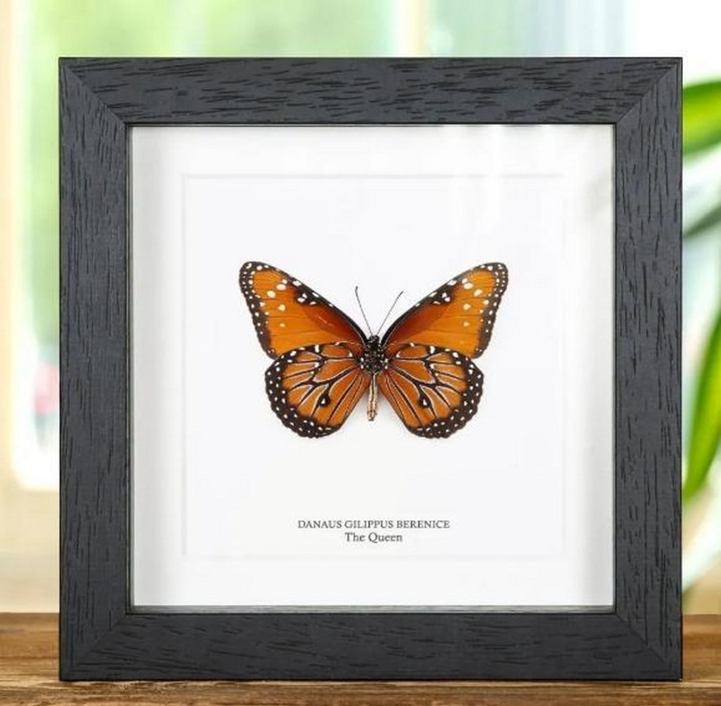 6" x 6" Framed Male Queen Butterfly - Danaus Gilippus Berenice (1 of 2)