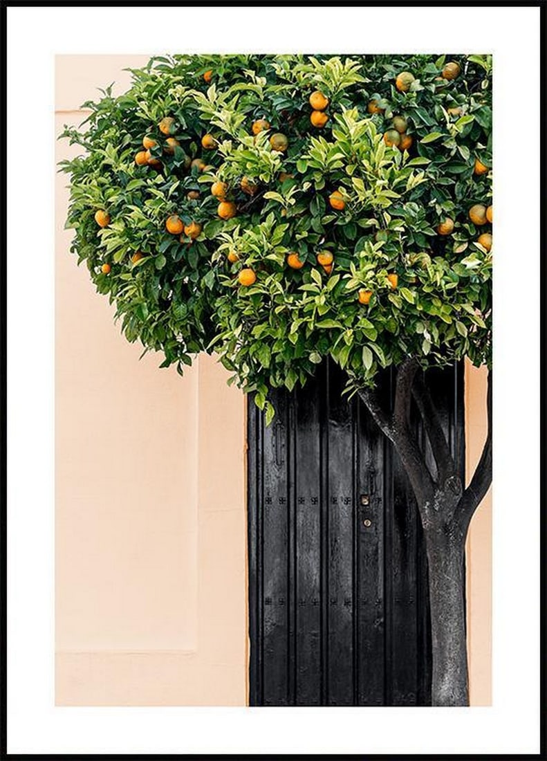 Citrus Tree Poster: Citrus Tree Poster Photograph of a blooming citrus tree against a pastel-coloured facade and a wooden door. This poster has a printed white margin that frames the design and is printed on top quality