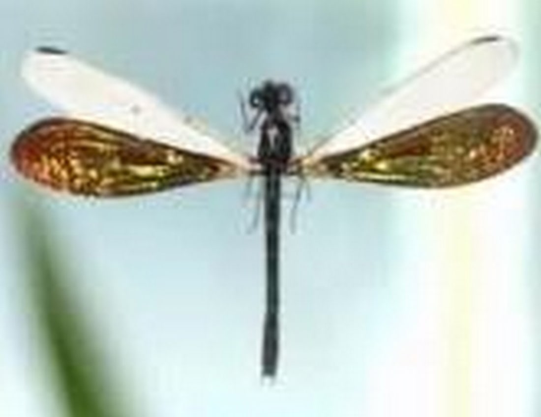 Sunveil Damselfly - 2