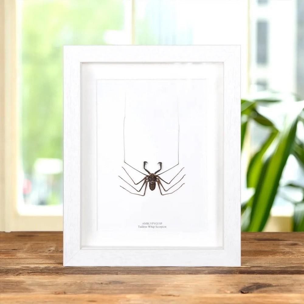 10" x 8" Framed Tailless Whip Scorpion (Amblypygi) (1 of 3)