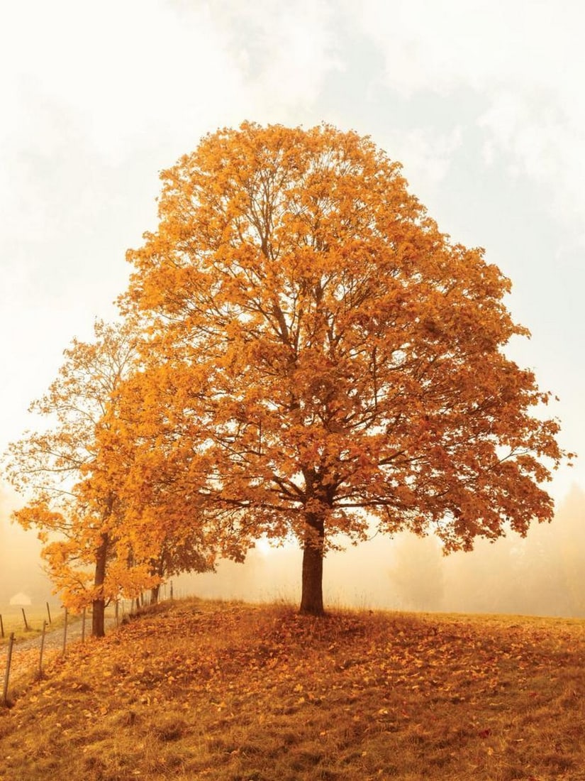Golden Hour Poster: Golden Hour Poster A poster featuring a large tree with vibrant orange leaves standing on a grassy hill beneath a soft blue sky. The scene captures the gentle light and warmth of a golden autumn afte