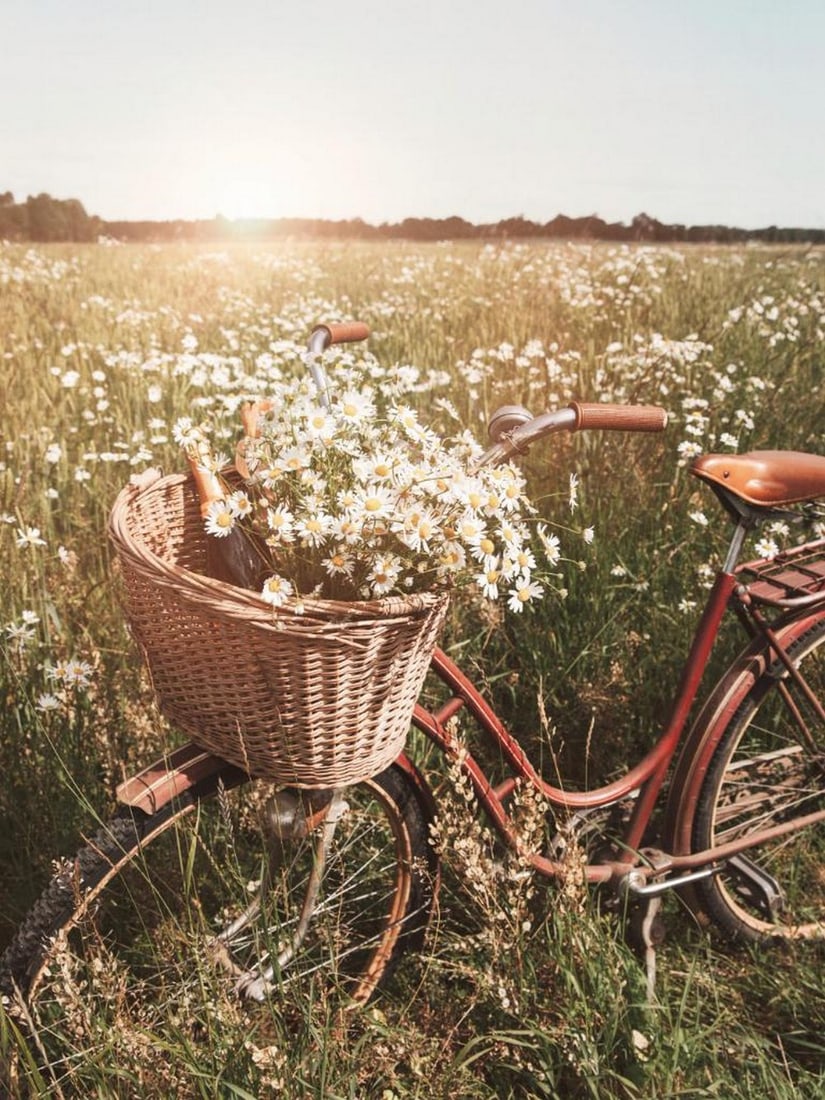 Summer Ride Poster: Summer Ride Poster A charming print of a red bicycle with a brown seat and basket, set in a field of white flowers. The scene captures a lighthearted summer mood, blending nature with simple everyday