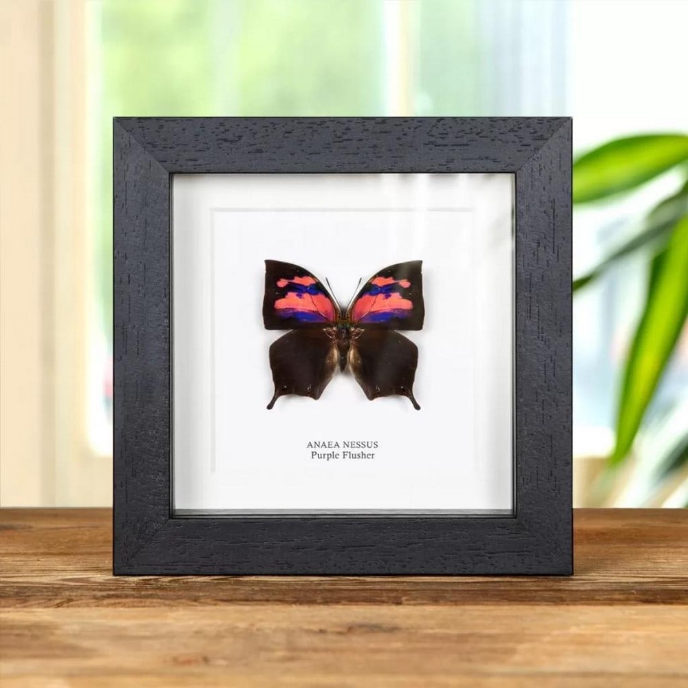 5" x 5" Framed Male Purple Flusher Butterfly - Anaea Nessus: 5" x 5" Framed Male Purple Flusher Butterfly - Anaea Nessus A Purple Flusher Butterfly in a handmade wooden frame mounted on high-quality acid-free conservation board. The Latin and common nam