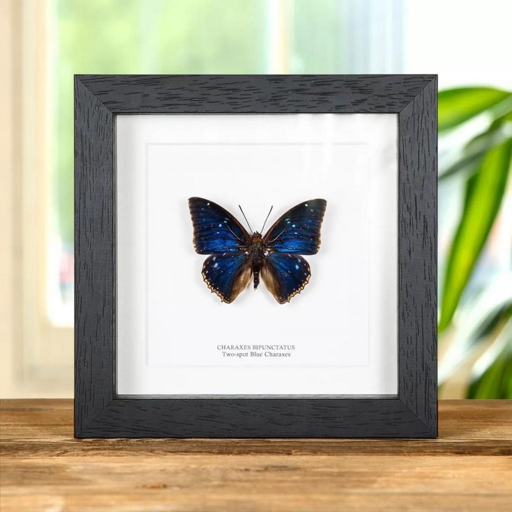 Starry Night Sky Two-Spot Blue Charaxes Butterfly in Black Wooden Box Frame: Starry Night Sky Two-Spot Blue Charaxes Butterfly in Black Wooden Box Frame Experience the celestial magic of the Starry Night Sky Two-Spot Blue Charaxes Butterfly with our captivating display framed