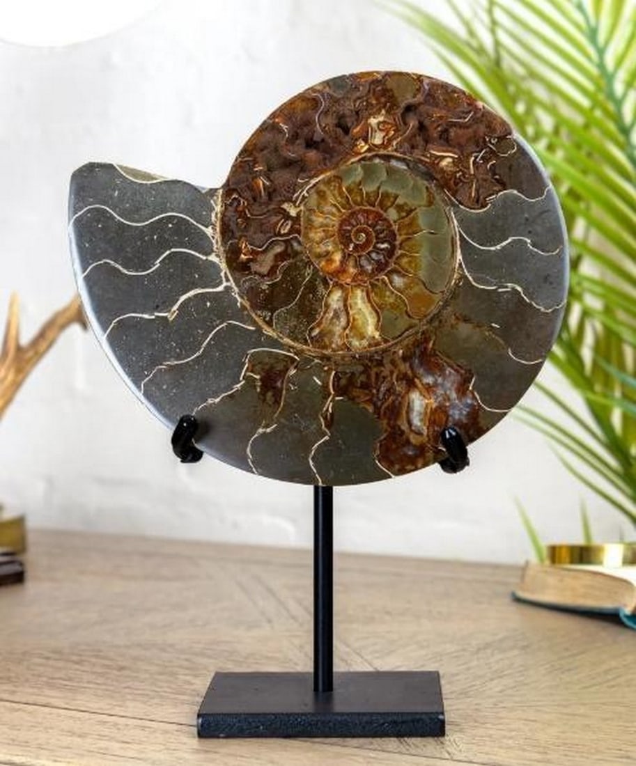 Polished Ammonite Fossil On Steel Stand (Cleoniceras sp) (1 of 3)