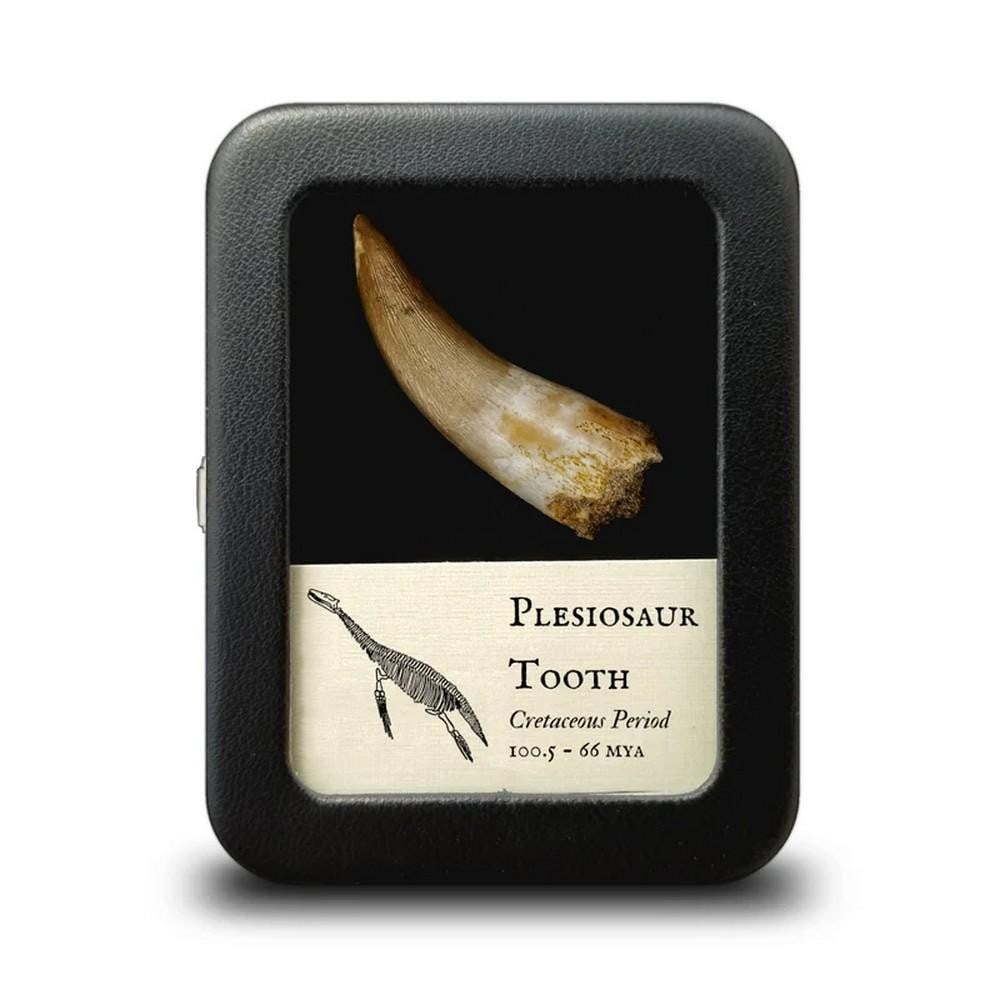 Fossilized Plesiosaur Tooth: Fossilized Plesiosaur Tooth These plesiosaur teeth come from various species. While they have some fractures and repairs, the enamel remains in generally good condition. What Were Plesiosaurs? Though