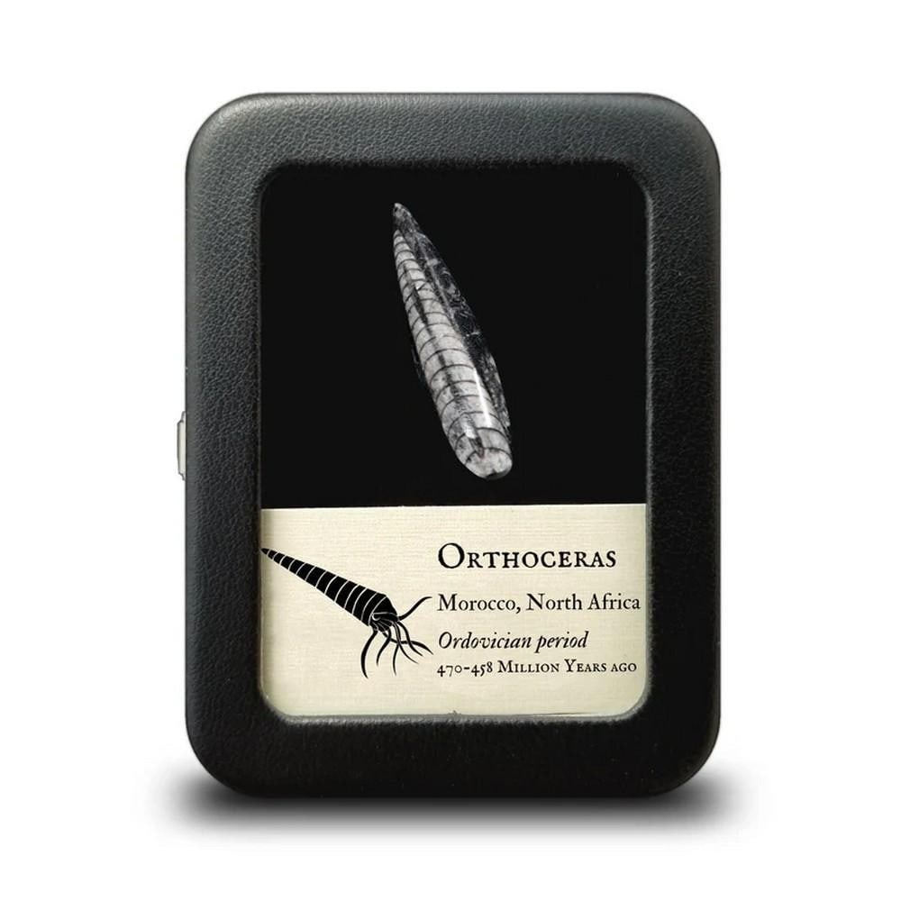 Orthoceras Fossil Specimen: Orthoceras Fossil Specimen These Orthoceras fossils are exceptionally well-preserved, displaying their distinctive long, conical shape typical of the genus. Dating back to the Ordovician period
