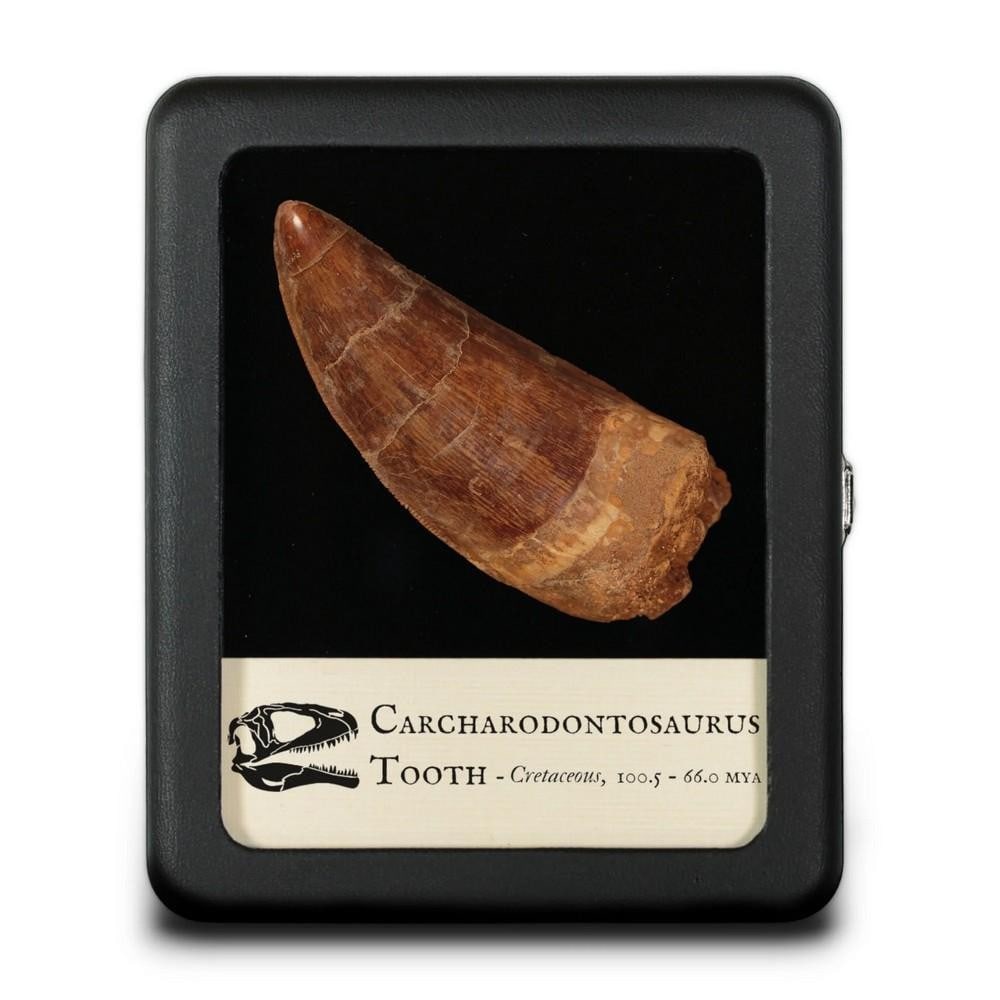 Large Carcharodontosaurus Fossilized Tooth (1 of 1)