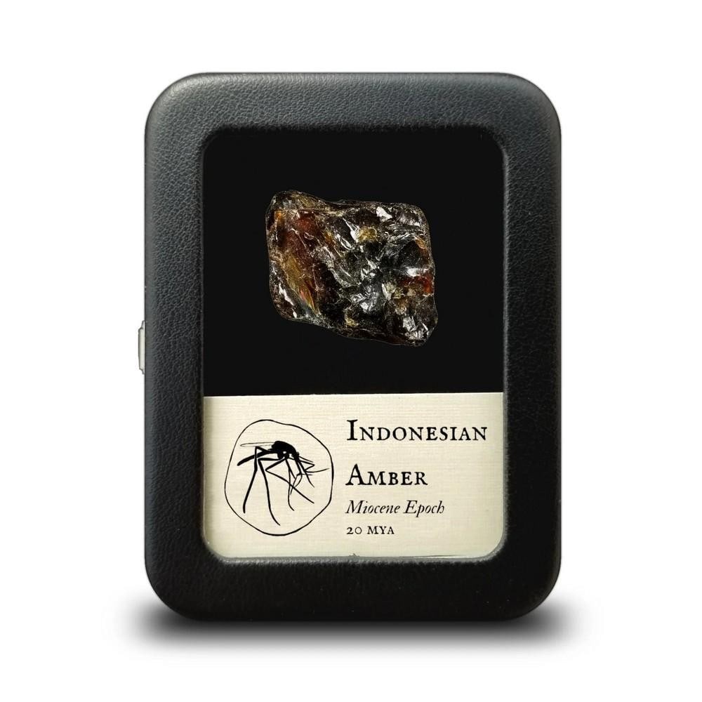 Raw Indonesian Amber: Raw Indonesian Amber This Indonesian amber dates back to the mid to late Miocene period, around 20 million years ago. Often found alongside coal, amber forms in a similar way—both originate from