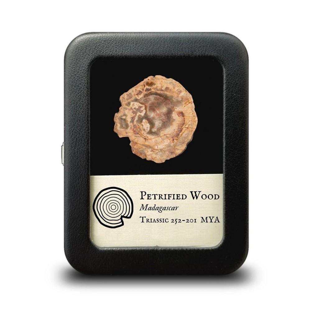 Petrified Wood Slab in Display: Petrified Wood Slab in Display This petrified wood slab comes from trees that lived during the Triassic period (252 to 201 million years ago) in Madagascar's Tulear province. It is likely from