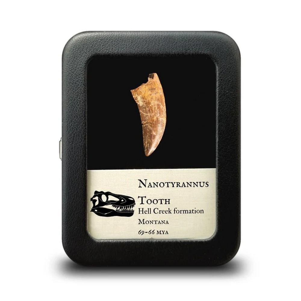 23mm Nanotyrannus Tooth Specimen: 23mm Nanotyrannus Tooth Specimen This authentic Nanotyrannus tooth plays a central role in the fascinating scientific debate about the Tyrannosauridae family. Unearthed from the Late Cretaceous Hell