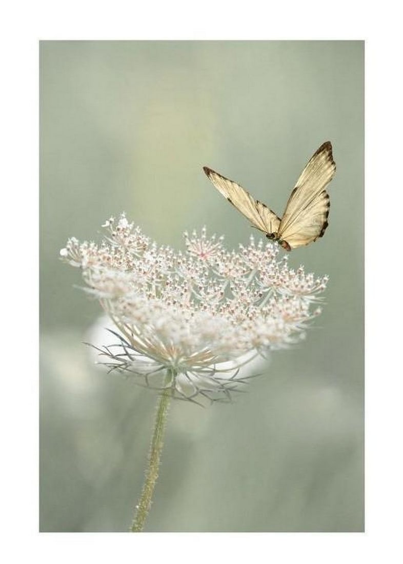 Delicate Encounter: Delicate Encounter Poster Print This enchanting poster print captures the fragile beauty of a butterfly resting on a wildflower, showcasing the delicate balance of nature. With vibrant details of