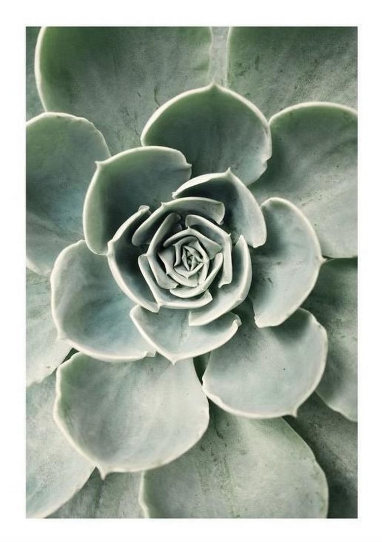 Cactus Blossom: Cactus Blossom Poster Print Cactus Blossom highlights the stunning contrast of delicate flowers emerging from the sharp, resilient cacti. With vibrant petals against the textured green of the