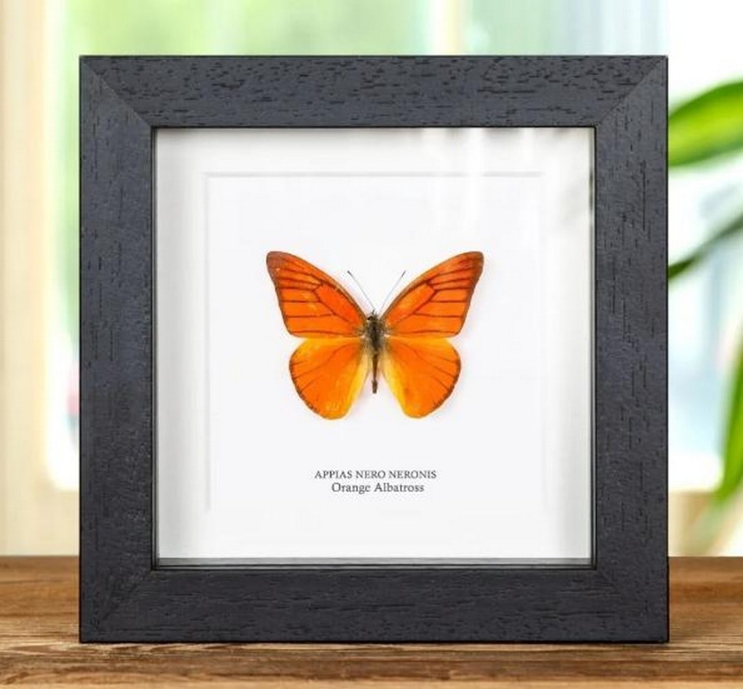 Framed Orange Albatross Butterfly: Framed Orange Albatross Butterfly An Orange Albatross butterfly is elegantly displayed within a handcrafted wooden frame, mounted on premium acid-free conservation board. Beneath the specimen, its